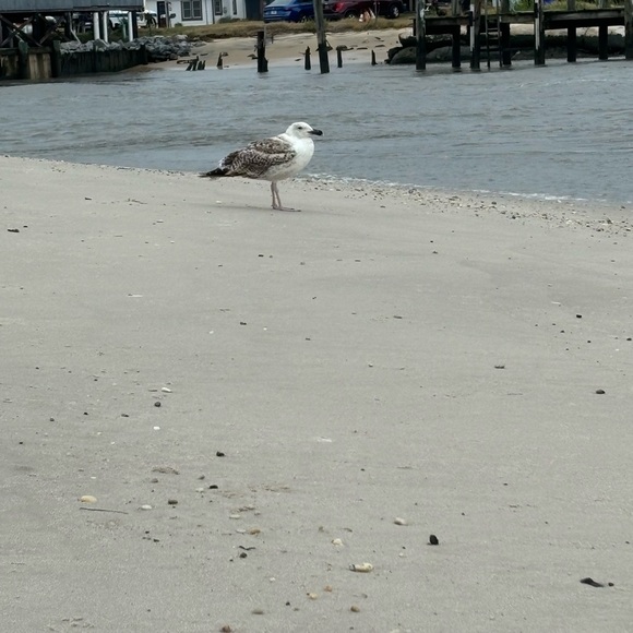 Posh Show!! Like this post to get notified when I go live! - Picture 11 of 11